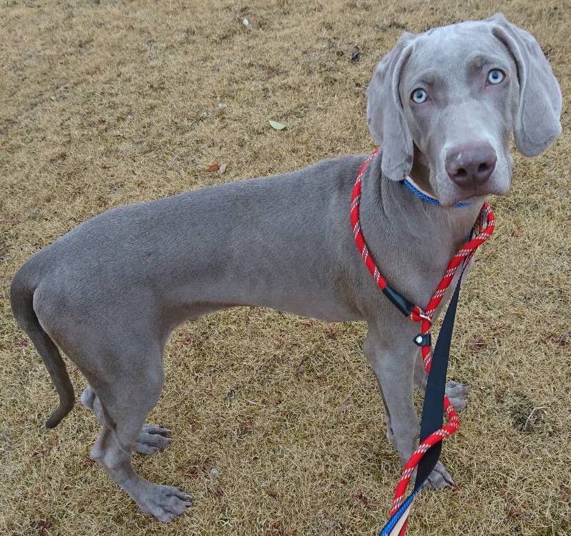 写真：アムール君