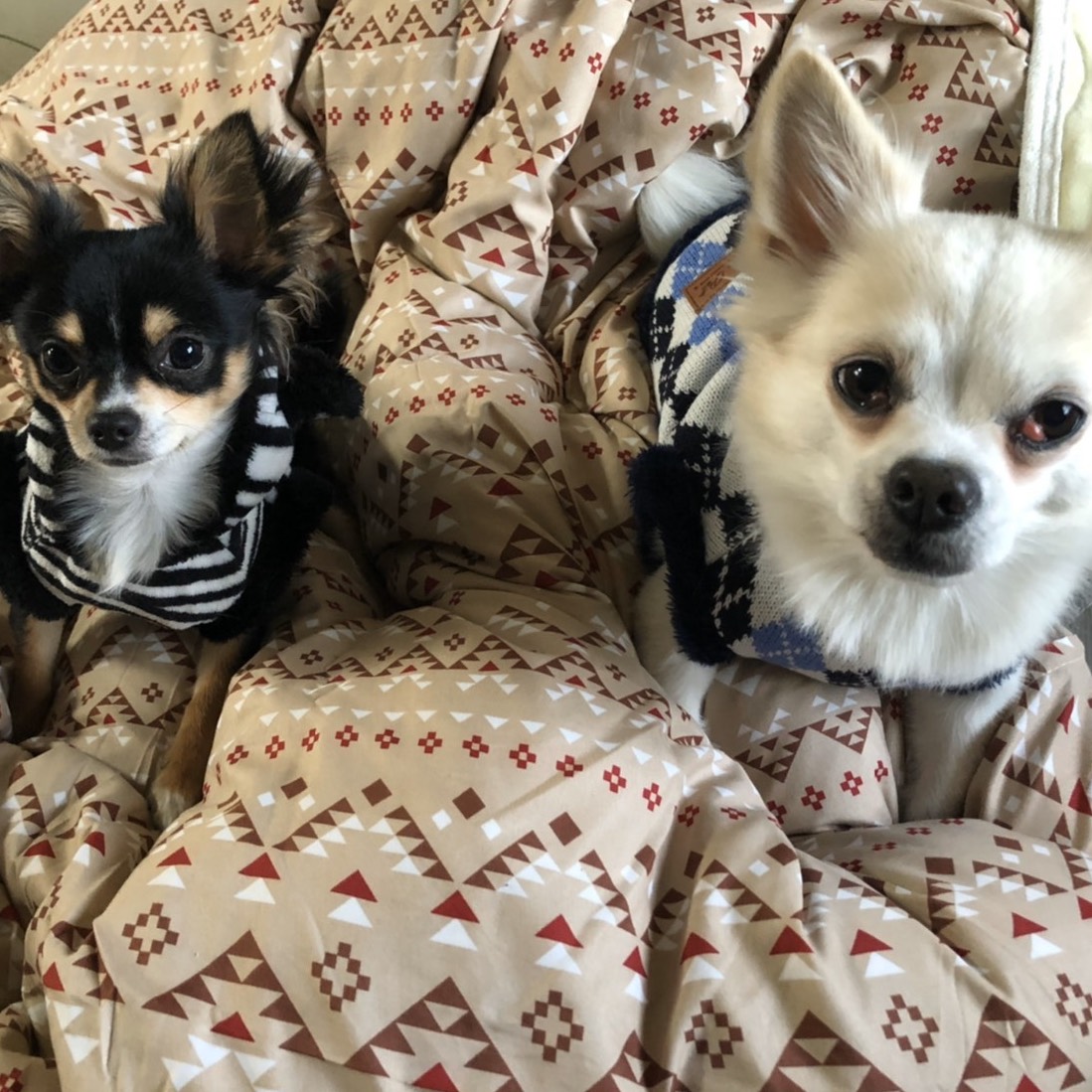 写真：ダンテ君・ジョイ君