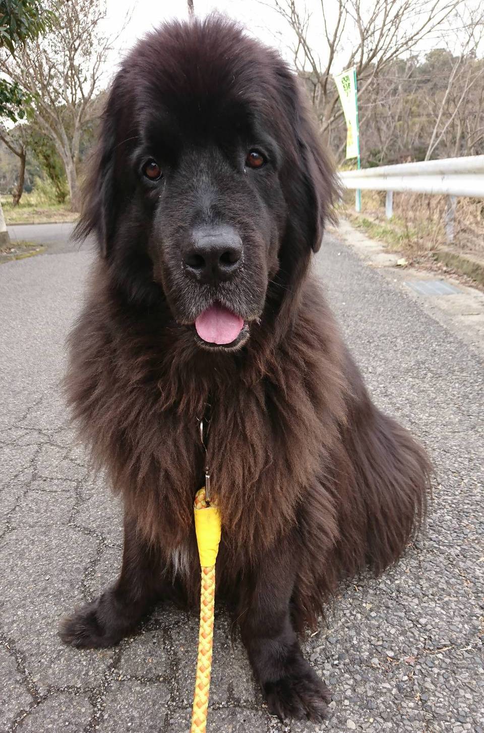 写真：島夢(ドリーム)ちゃん