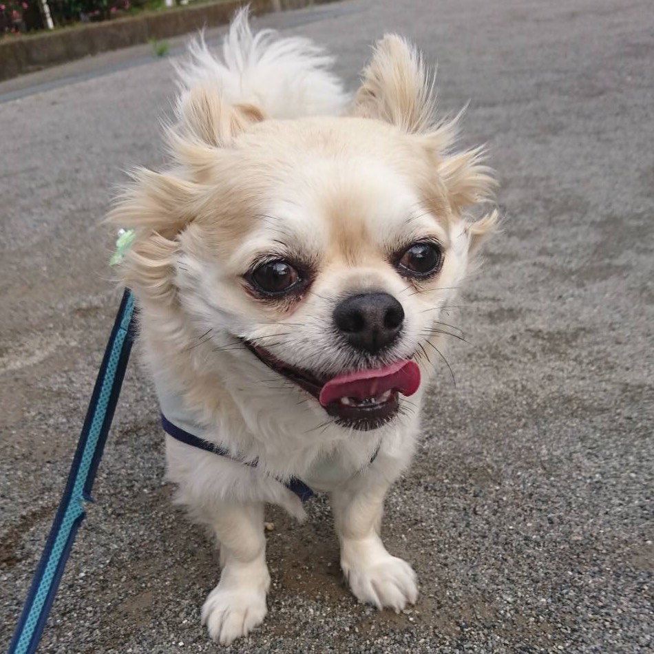 写真：五郎丸君