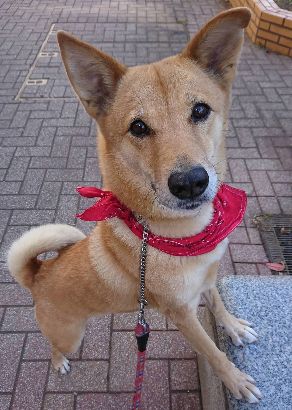 写真：ハナちゃん