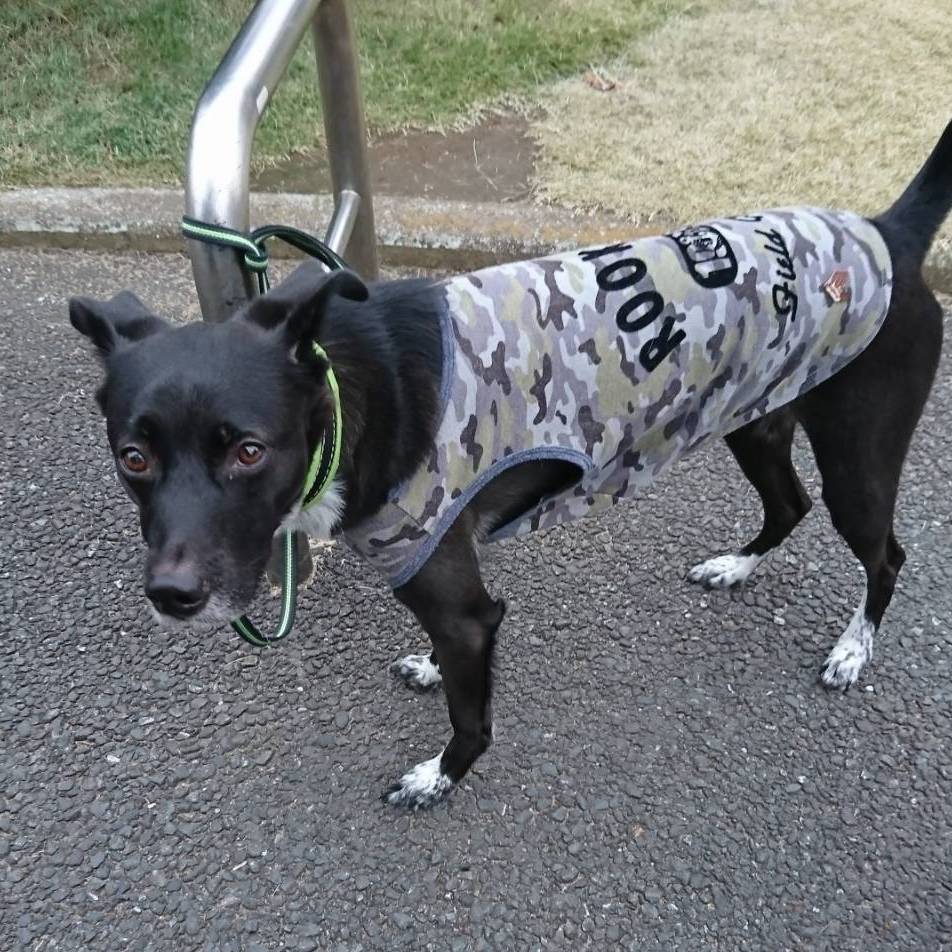 写真：はつはる君