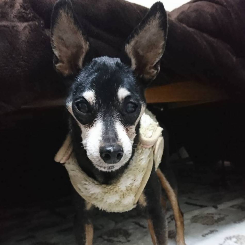 写真：ジャン君