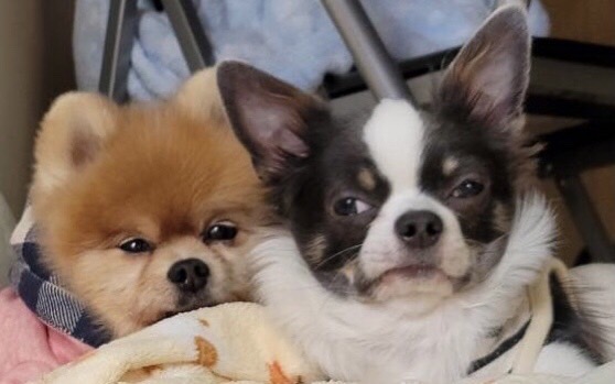 写真：こたろう君・ちー太君