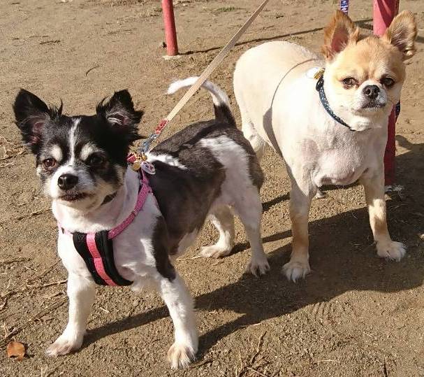 写真：ララちゃん・ソラ君