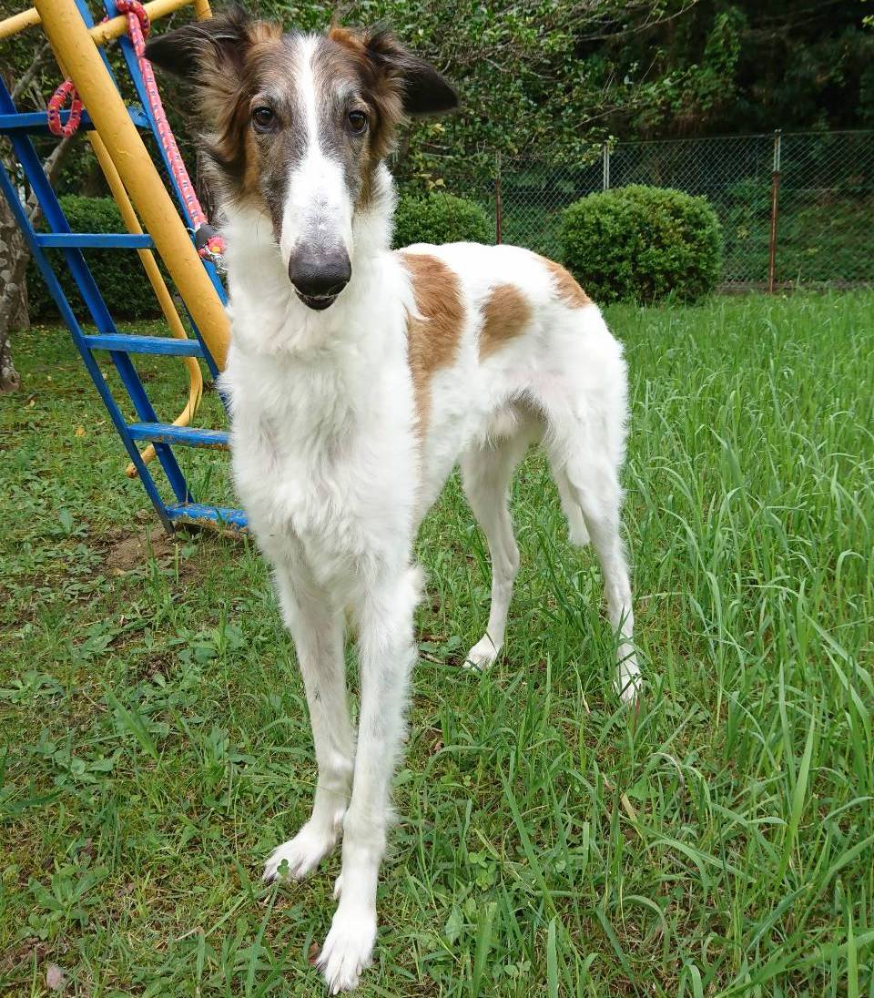 写真：ルーク君